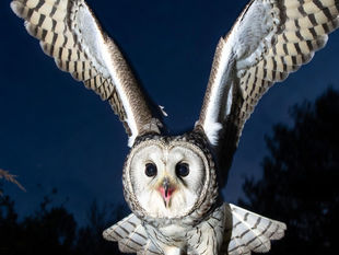 The Enchanting Rhythm of Cleo Bell’s Bird Whisperer Poem