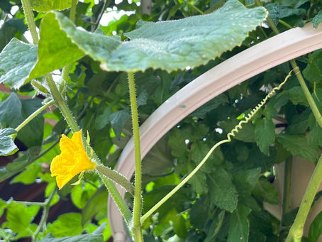 Grow In Your Own Time