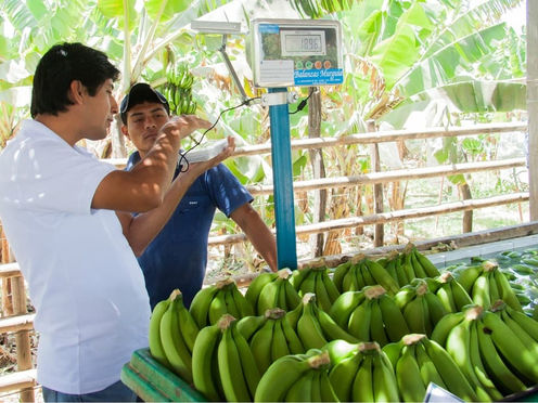 Agroindustria: el pilar en la reactivación económica