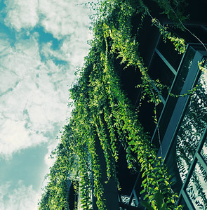 Green Ivy from the Roof