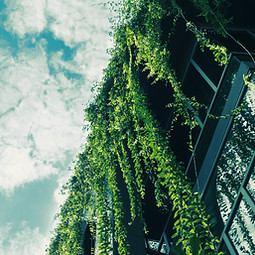 Green Ivy from the Roof