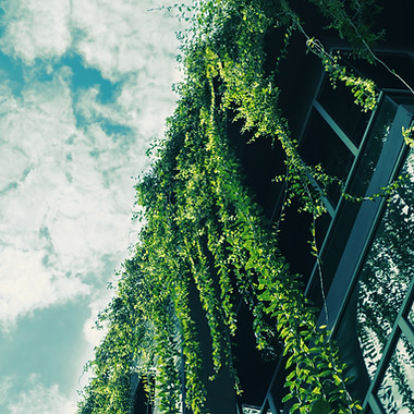 Green Ivy from the Roof