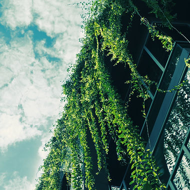 Green Ivy from the Roof