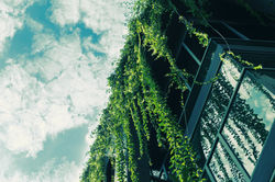 Green Ivy from the Roof