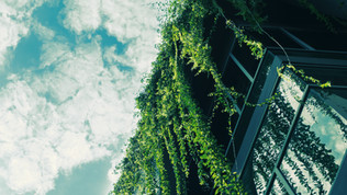 Green Ivy from the Roof