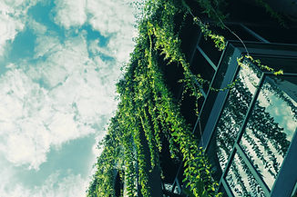 Green Ivy from the Roof