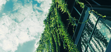 Green Ivy from the Roof