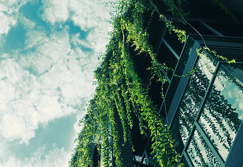 Green Ivy from the Roof