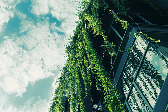Green Ivy from the Roof