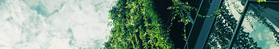 Green Ivy from the Roof