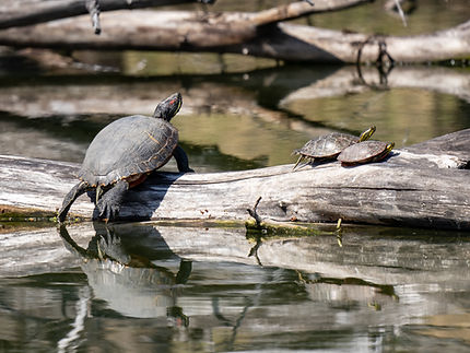 RedEaredSlider_Jeremiah_Fields_01 - Jeremiah.jpg