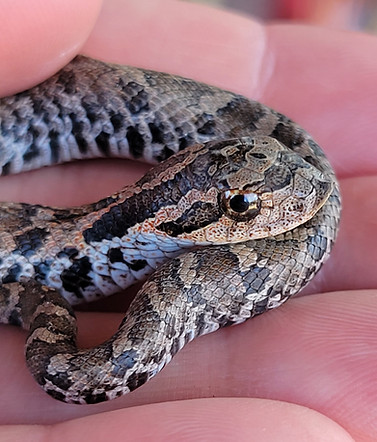 easternHognoseSnake_Megan_Seymour_1 - megan seymour.jpg