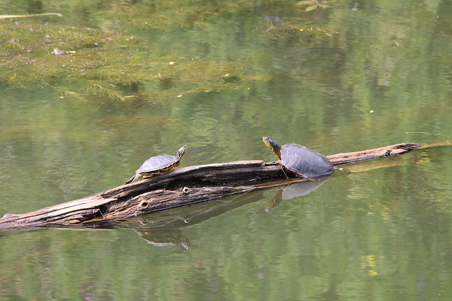 A Red-eared Slider and a Painted Turtle basking on a log. Image by Luke Tonsfeld.