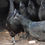Thumbnail: Kadaknath chicken