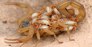 animais-mais-perigosos-do-mundo-escorpia
