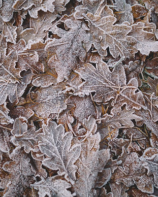 Frozen Leaves