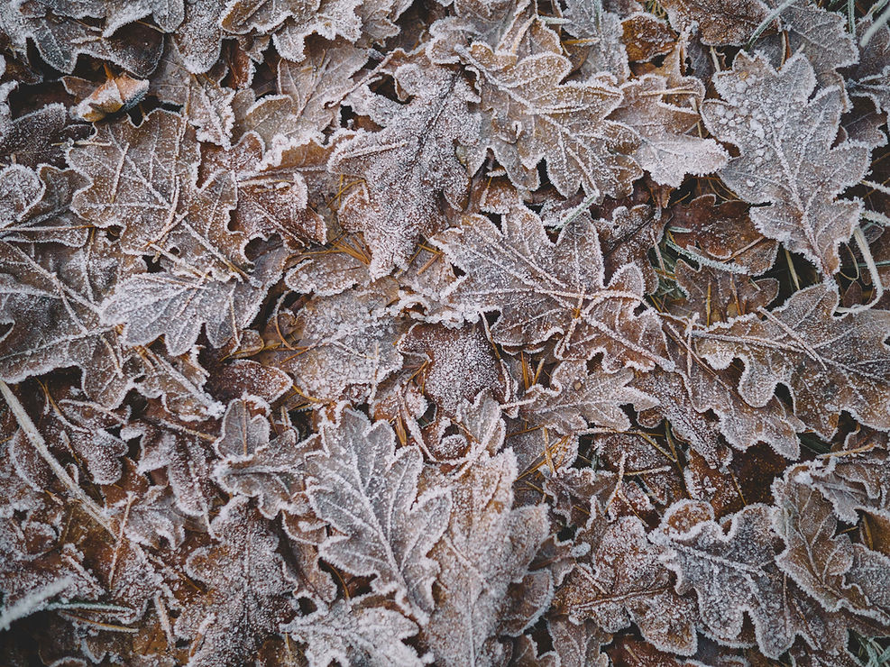 Frosted Autumn Leaves