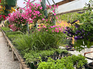 Give the Gift of Green: Why Greenhouse Gift Cards Make the Perfect Present