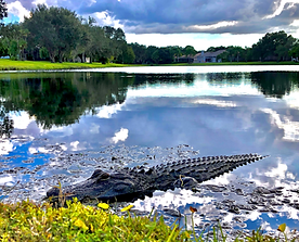 gator.png