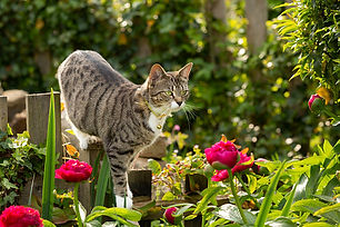 cat-in-garden.jpg