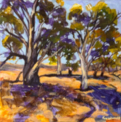 Flinders Gums Study 1