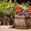 Thumbnail: Barrel Planters