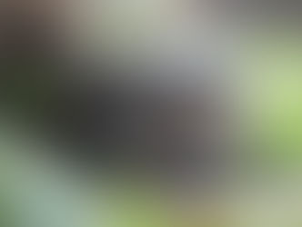 Лесная история