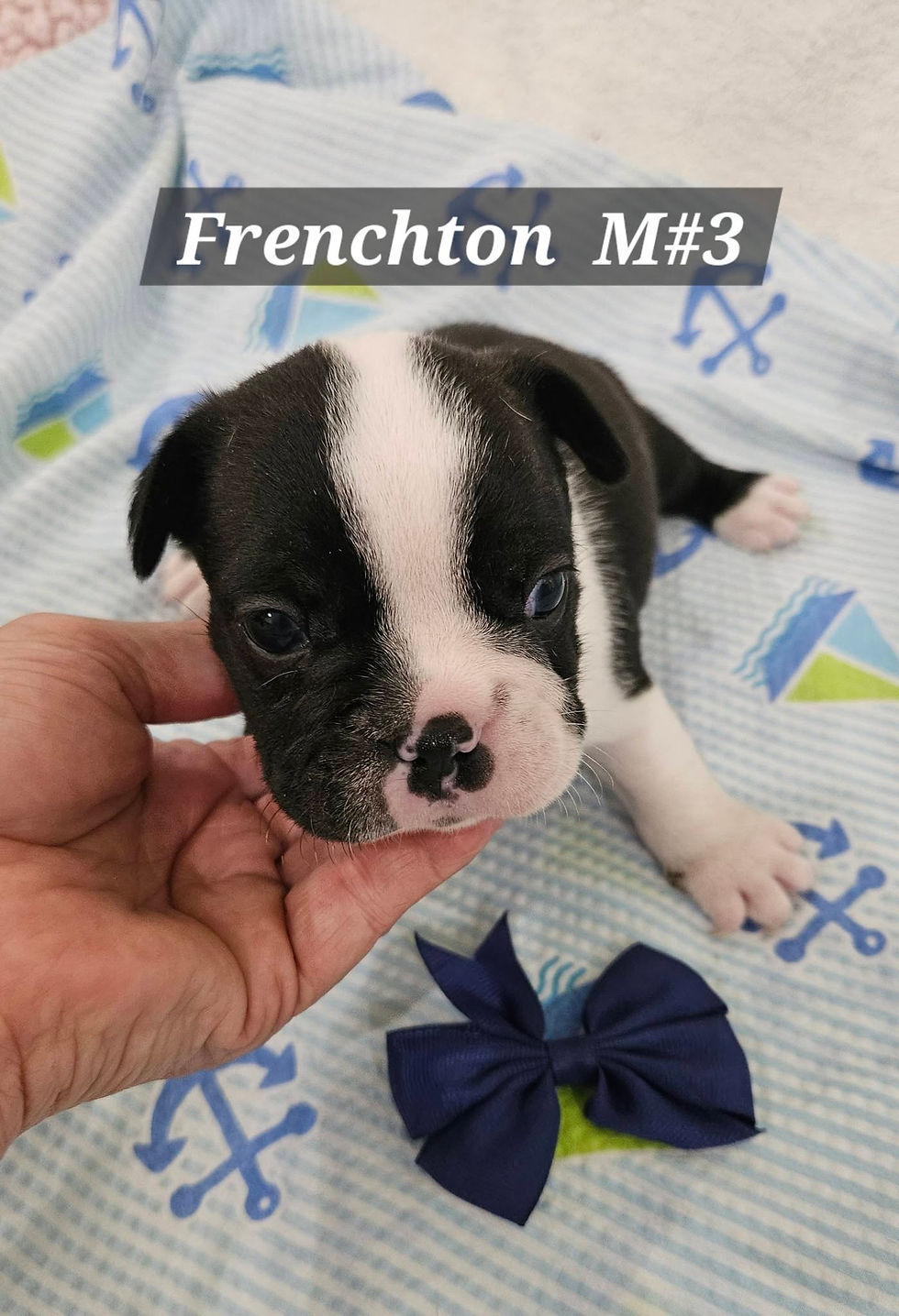 File 3 Frenchton Male #3
