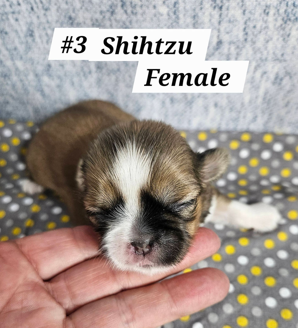File 3 Shihtzu Female #1