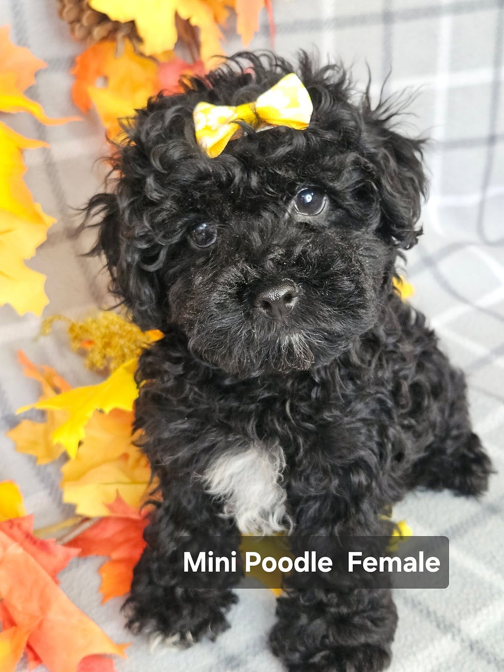 File 26 Miniature Poodle F#1