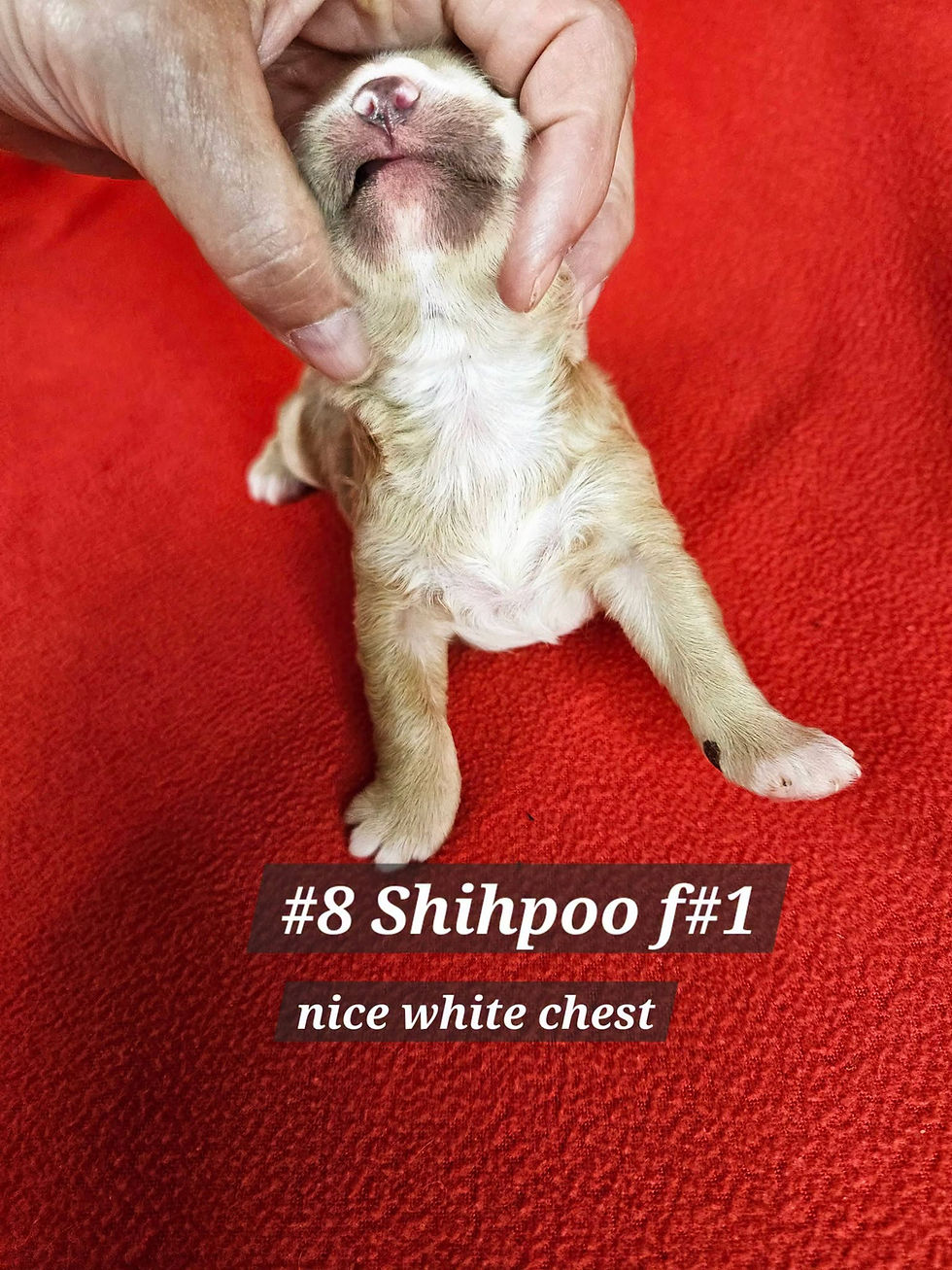 File 8 Shihpoo Female #1