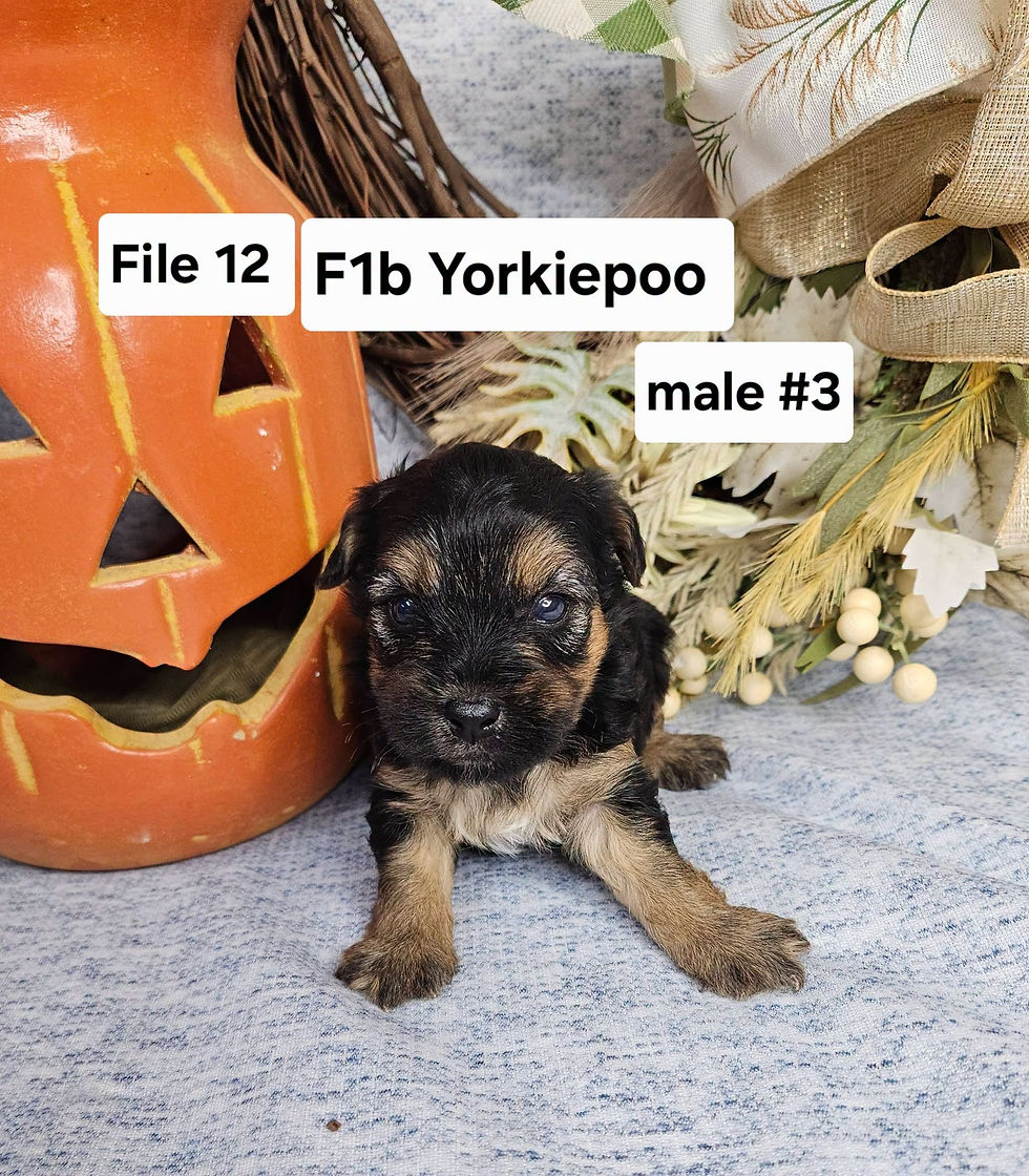 File 12 F1b Yorkiepoo