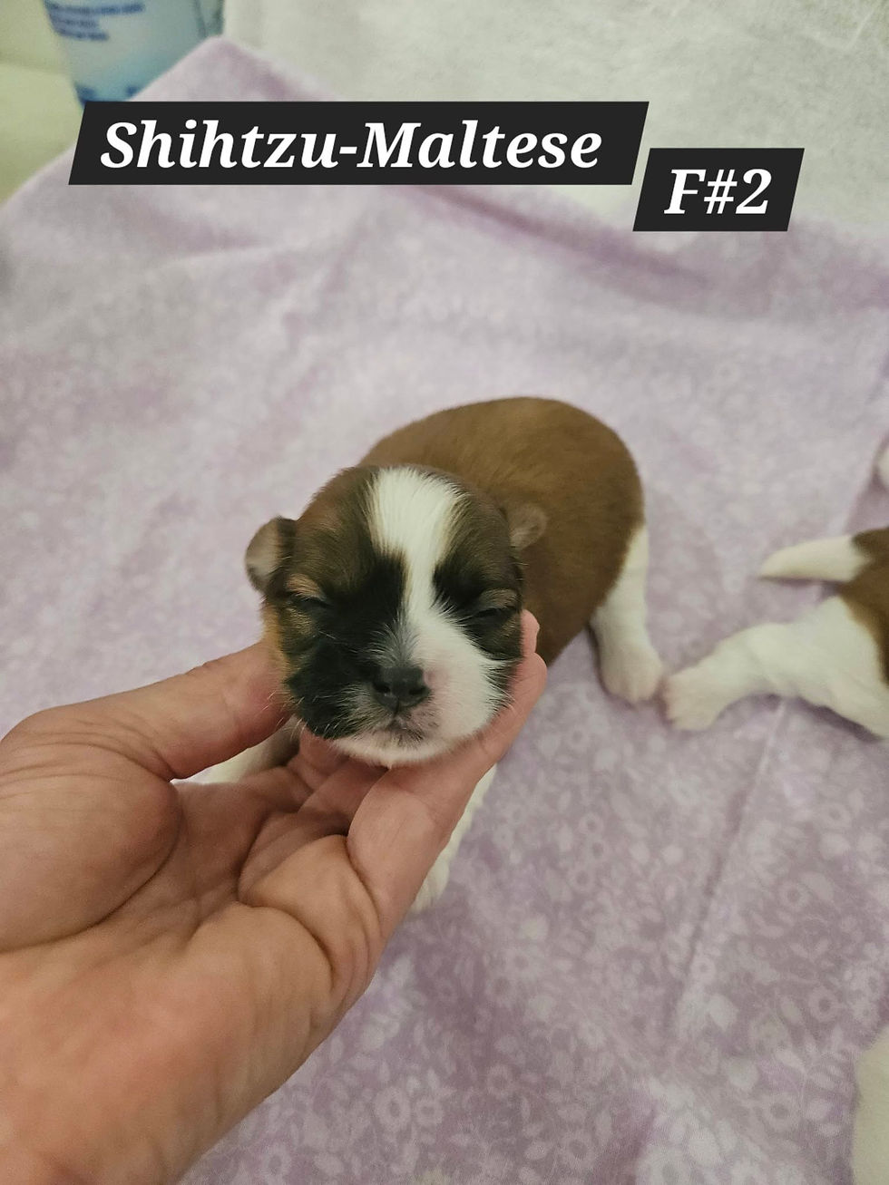 Shihtzu Maltese Female #2