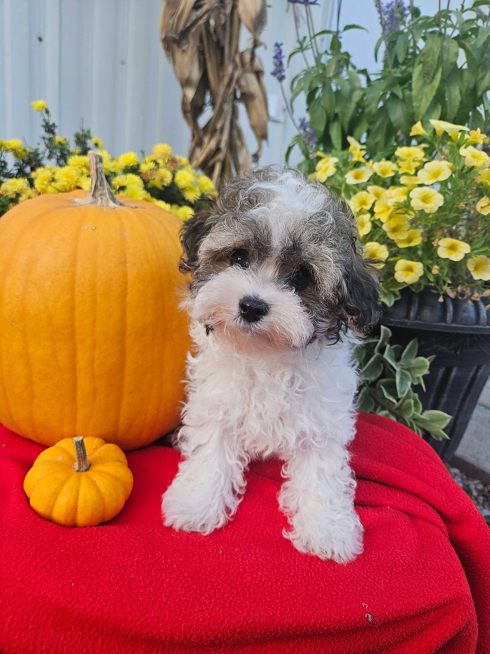 File 23 Maltipoo Male #2