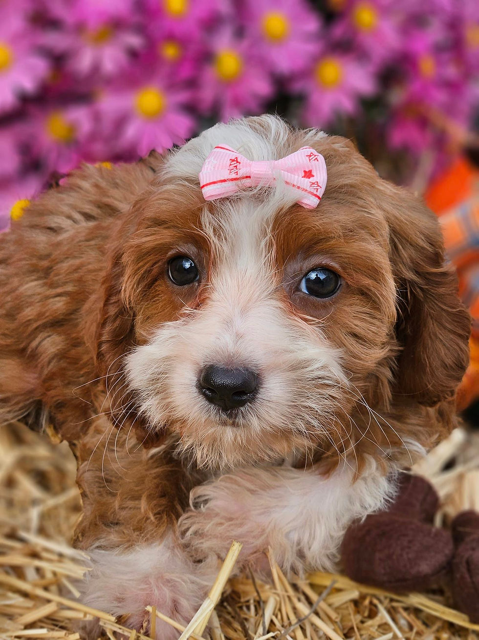 File 15 F1b Maltipoo Born 7/14/23 Female Pink Bow