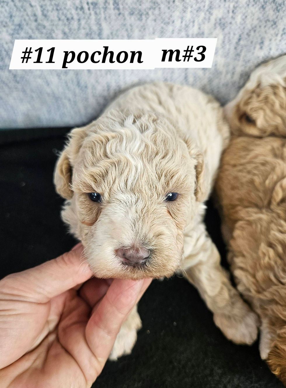 Pochon Male