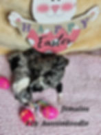 File 1   F1b Aussiedoodles