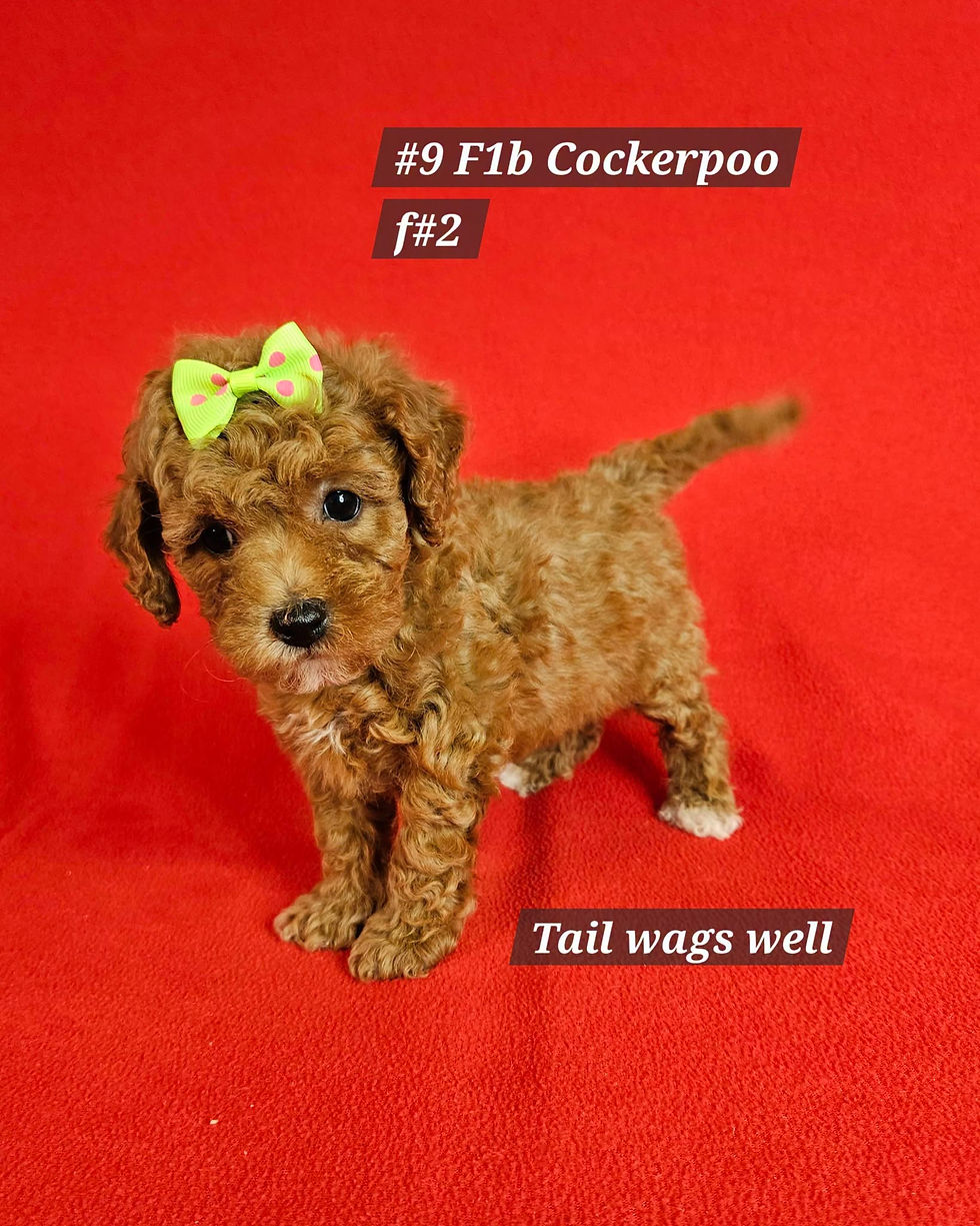 File 9 F1b Cockerpoo female 1