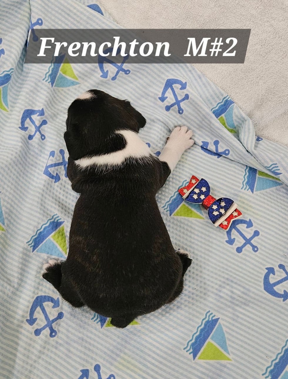 File 3 Frenchton Male #2