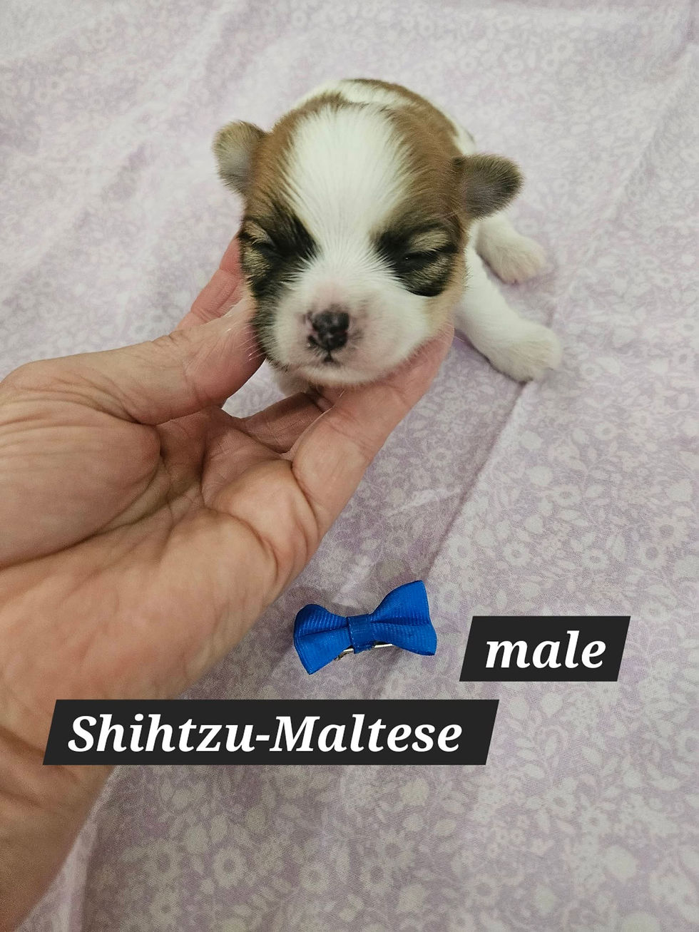 Shihtzu Maltese Born 5-27-26