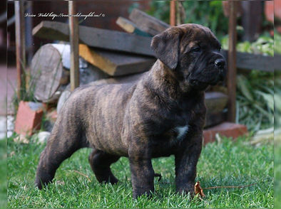 Bandera Boerboels