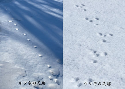 動物の足跡