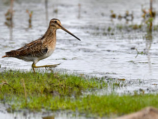 La bécassine des marais
