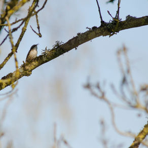 Balade ornithologique du dimanche 7 avril