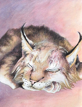 Painting of a sleeping lynx cat.