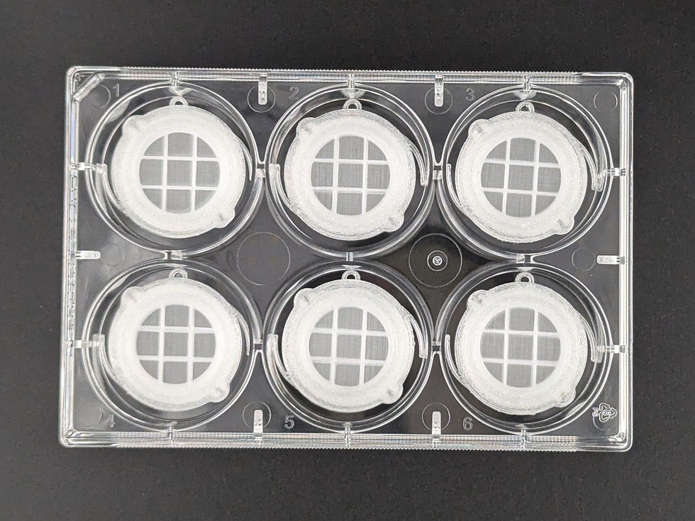 Thumbnail: CytoNest™ PCL Overlaid Fiber 3D Scaffold Inserts for 6-Well Culture Plate
