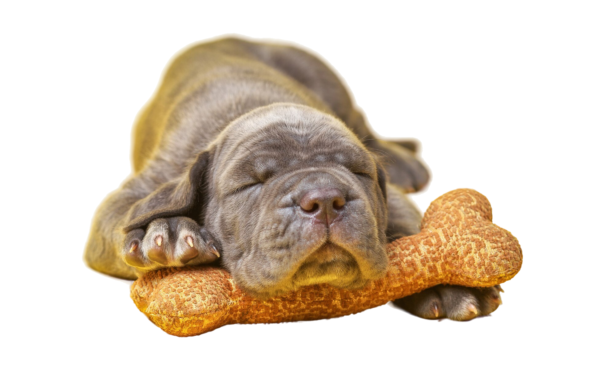 dog laying on a bone