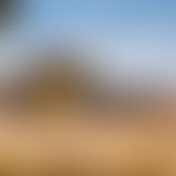 Flour with Purpose: The Move to Regenerative Farming