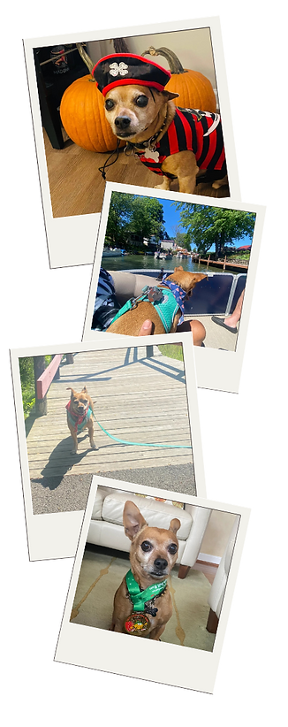 images of dogs in Calabasas from a client testimonial