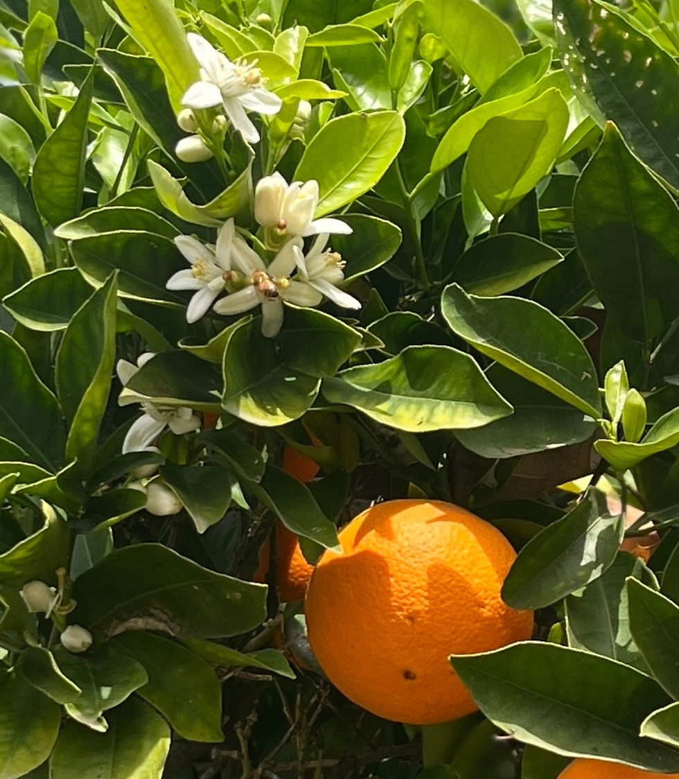 Navel Orange Flower on agriculture farm in Santa Paula.jpg